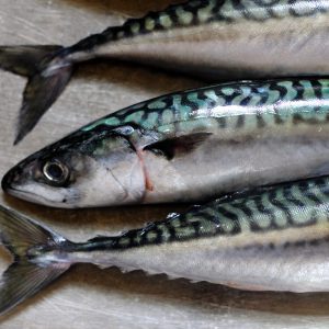 fresh mackerel